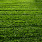 EX16_Grass_2