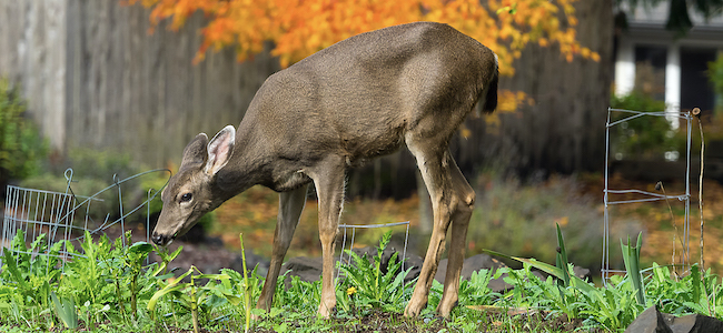 Deer can be a nuisance, so keep animals away from your yard