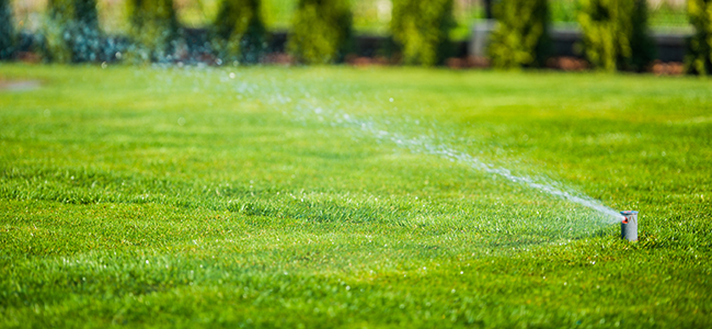 Watering the lawn