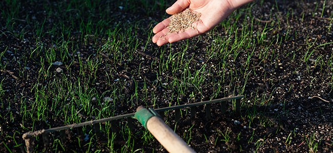 hand reseeding a lawn after top dressing